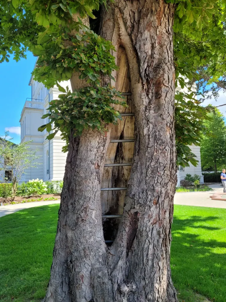 Ein großer Baum mit einem glatten, ausgehöhlten Bereich, in dem sich eine Metallleiter befindet.