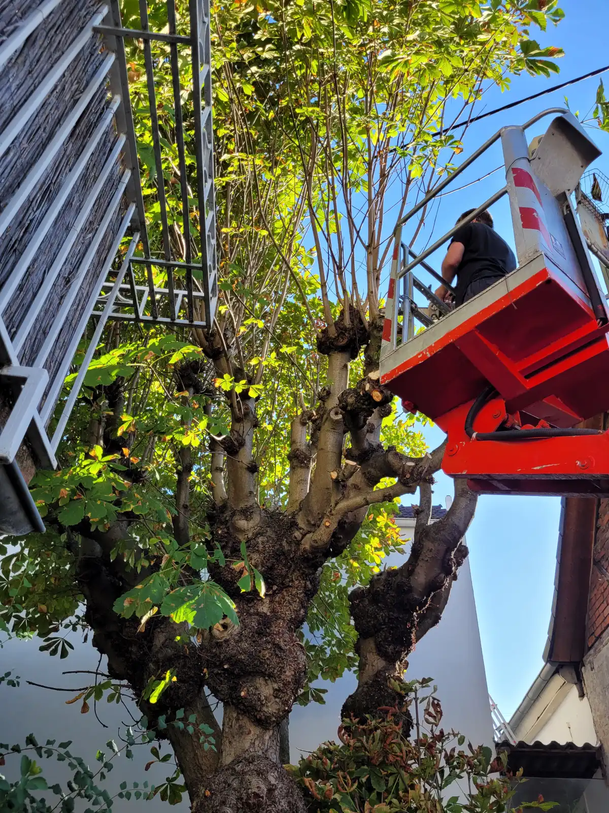 A worker using a red lift to trim a leafy tree