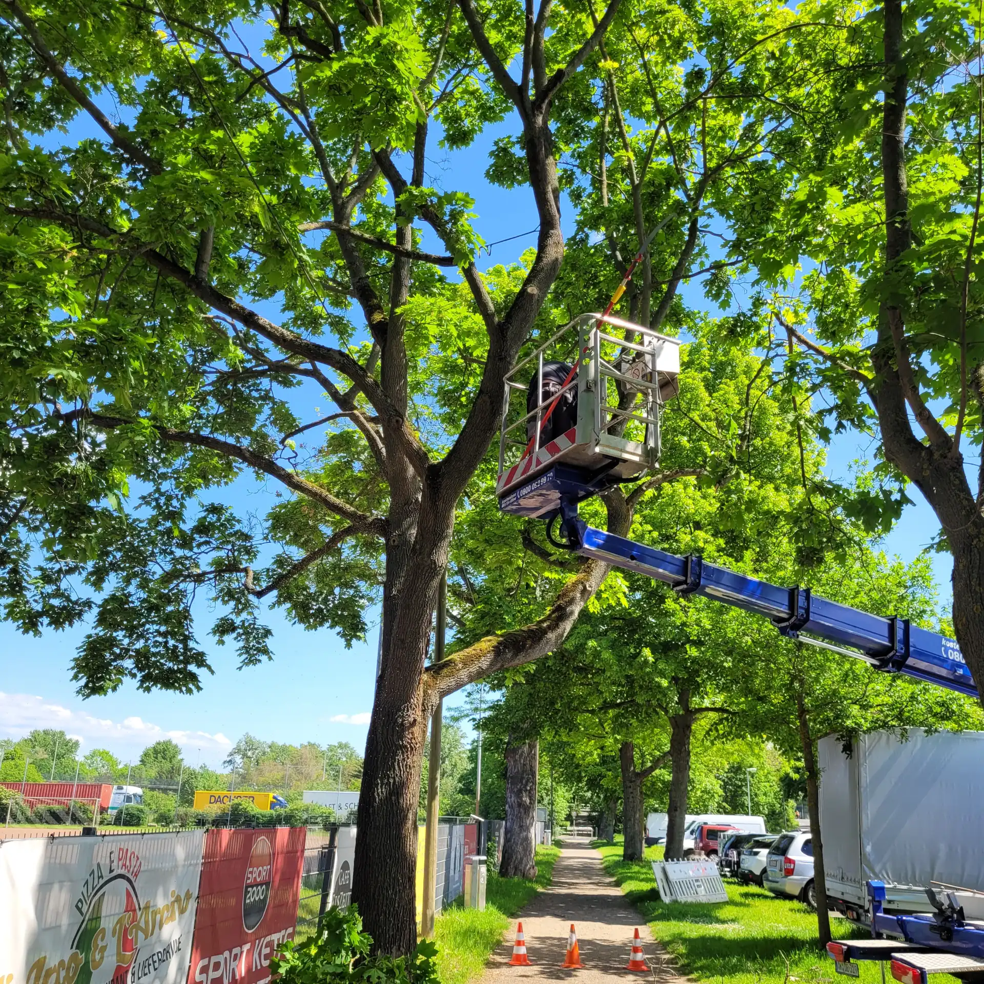 Ein Arbeiter stutzt in einer Hebebühne unter strahlend blauem Himmel Äste